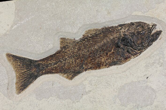 Uncommon Fish Fossil (Mioplosus) - Wyoming #144211